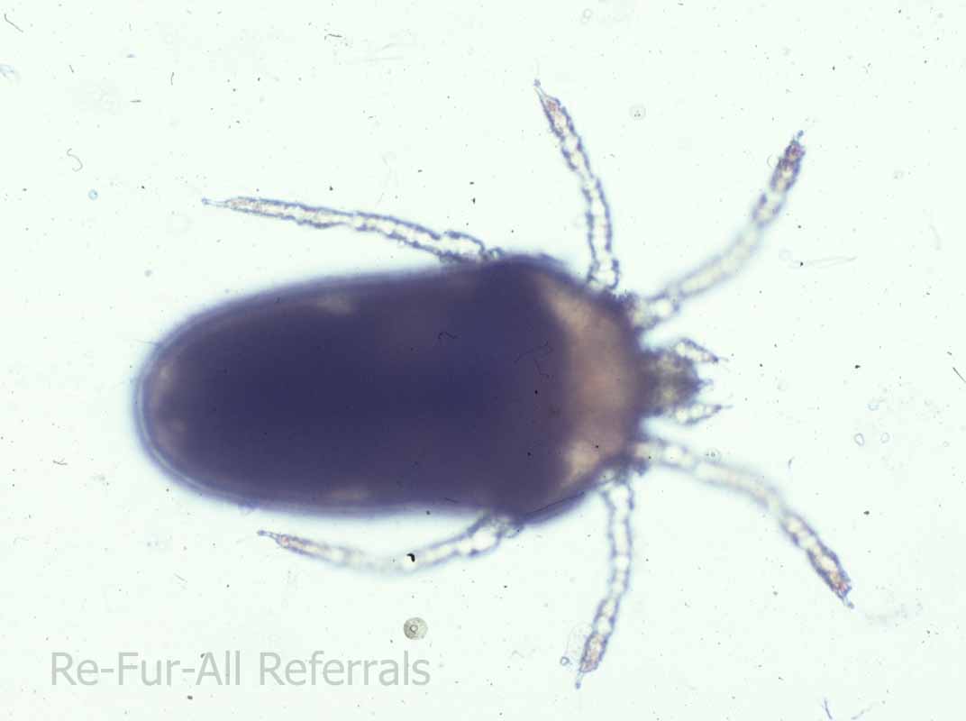 Re-Fur-All Referrals - Photo Slideshow